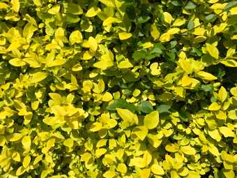 yellow green leaves