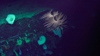 Underwater coral.